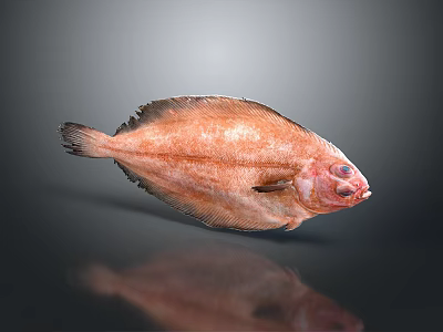 Flat Orange Brown Aquatic Fish Isolated on Gray Background With Reflection 3d model