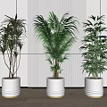 Indoor Modern Potted Plants With Three Different Green Species In White Pots