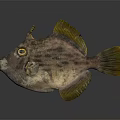 Unique Horned Fish Featuring Orange Eyes Spotted Body And Yellow Fins