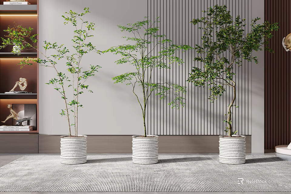 Three Indoor Bonsai Plants In White Pots With Striped Gray Wall 3d model 