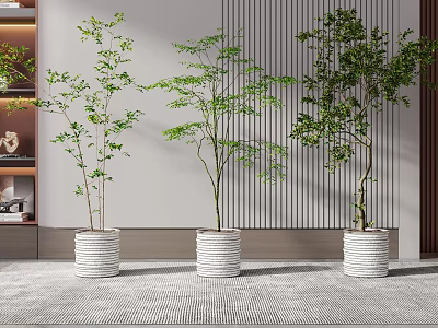 Three Indoor Bonsai Plants In White Pots With Striped Gray Wall 3d model