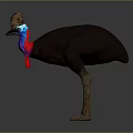 Cassowary With Brown Casque Blue Red Neck Black Body And Long Legs Standing
