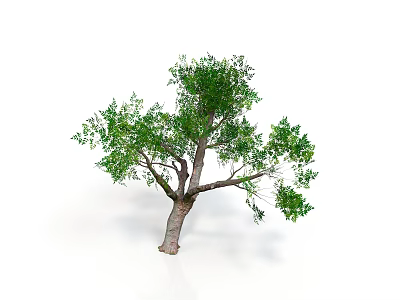 Isolated Tree With Thick Trunk Multiple Branches And Lush Green Leaves On White Background 3d model