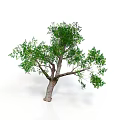 Isolated Tree With Thick Trunk Multiple Branches And Lush Green Leaves On White Background