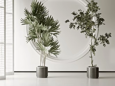 Stylish Potted Bonsai Plants with Lush Foliage in Metal Planters and Minimalist White Room 3d model