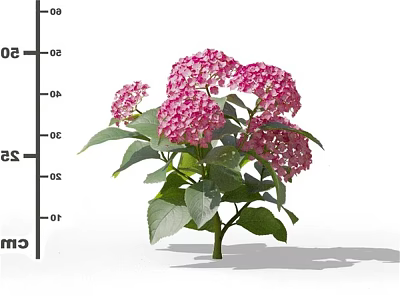 Vibrant Pink Hydrangea Flowers With Fresh Green Leaves And Lush Growth 3d model