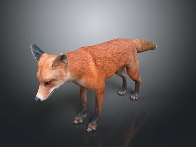 Realistic Red Fox 3D Render with Orange Fur Black Legs and Ears 3d model