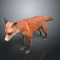 Realistic Red Fox 3D Render with Orange Fur Black Legs and Ears