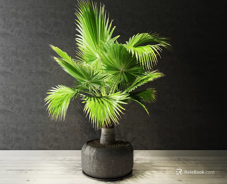 Potted Bonsai Plant With Green Palm-like Leaves In Gray Stone Pot On Light Wooden Tabletop 3d model 