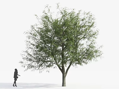 Tall Deciduous Arbor With Dense Green Foliage And Pedestrian Nearby 3d model