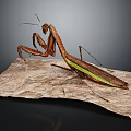 Brown Mantis With Green Stripe Standing On Textured Paper Surface In Natural Pose