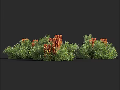 Lush Green Shrubs With Clustered Red Blooms And Dense Foliage 3d model