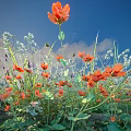 Vibrant Plant Combination With Orange Flowers Purple White Small Blooms Against Blue Sky White Clouds