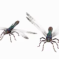 Two Turquoise Dragonflies Flying With Transparent Wings As Graceful Flying Insects