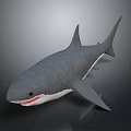 Gray Shark 3D Model with Open Mouth and Red Interior on Dark Background