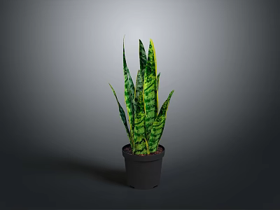 Sansevieria Plant with Green and Yellow Striped Leaves in Black Pot against Gray Background 3d model