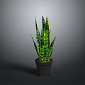 Sansevieria Plant with Green and Yellow Striped Leaves in Black Pot against Gray Background