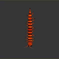Red Centipede With Black Stripes And Multiple Legs On Dark Background