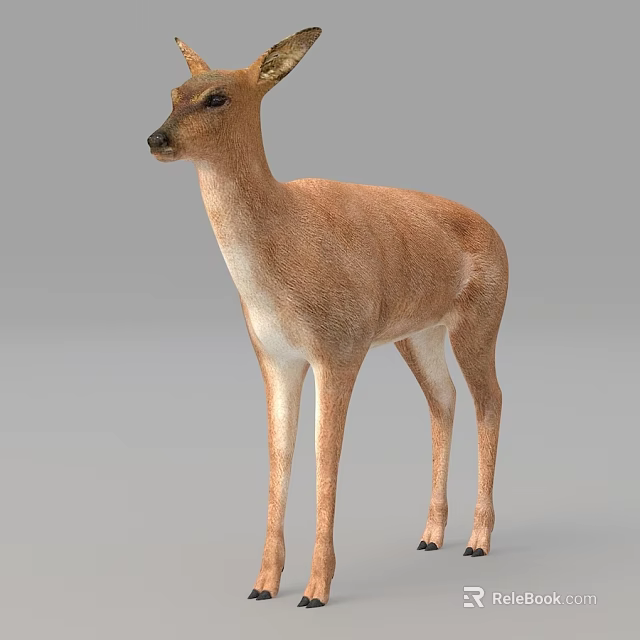 Realistic Light Brown White Deer Standing Gracefully On Neutral Gray Background 3d model
