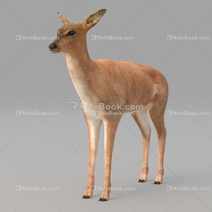 Fawn Elk Antelope Wildlife 3d model