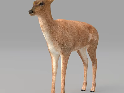 Realistic Light Brown White Deer Standing Gracefully On Neutral Gray Background 3d model