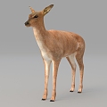 Fawn Elk Antelope Wildlife 3d model