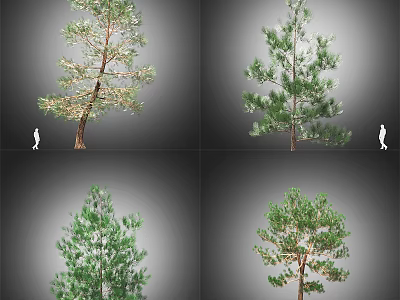 Various Arbor Specimens With Lush Green Foliage And Distinct Branch Structures 3d model