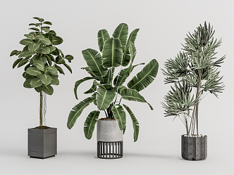 Modern Potted Plant Potted Broad-leaved Ficus Canna 3d model