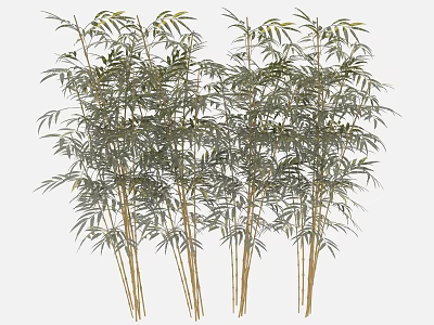 Bamboo Plants With Tall Stems And Lush Green Leaves For Home Decor 3d model
