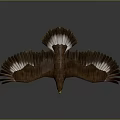 Majestic Eagle Flying With Spread Wings And Brown White Feathers On Grey Background