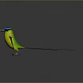 Colorful Bird With Yellow Body Green Wings Blue Head Long Tail Standing On Reflective Surface