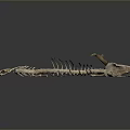 Animal Skeleton Home Decoration With Deer Antlers And Long Spine On Grey Surface