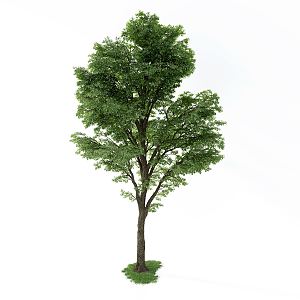 plant landscape tree 3d model