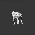 White Animal Skeleton Display On Black Reflective Surface With Detailed Structure