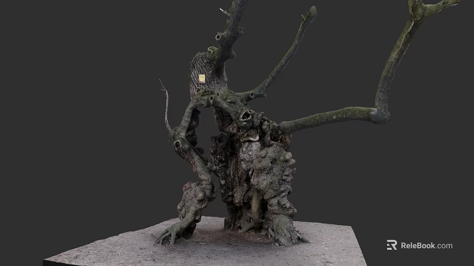 Ancient Tree With Thick Trunk Knotty Branches Holes Exposed Roots And Rough Texture 3d model 