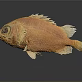 Vibrant Orange Fish With Unique Body Structure And Detailed Fins Isolated On Gray Background