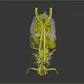 3D Rendered Human Heart Organ Model With Red Blue Blood Vessels Transparent Structure