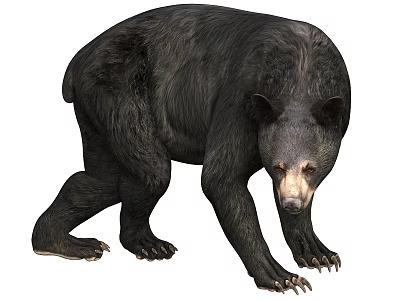Black Bear in Natural Walking Pose With Thick Fur And Sharp Claws 3d model