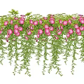 Lush Hanging Pink Flowers With Trailing Green Vines For Garden Decoration