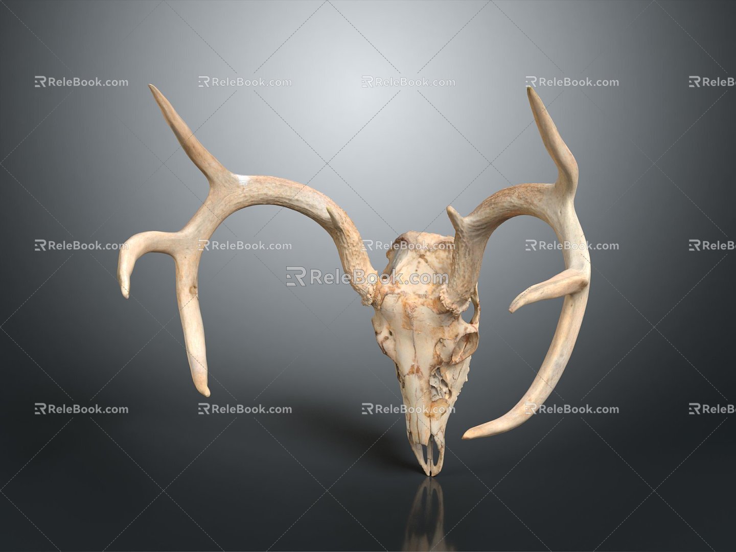 Modern Skull Animal Bone Fossil Antler 3d model