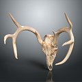 Modern Skull Animal Bone Fossil Antler 3d model