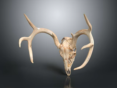 Medical Teaching Deer Skull Model For Veterinary Anatomy Educational Use 3d model