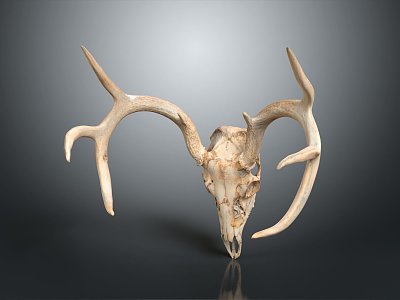 Modern Skull Animal Bone Fossil Antler 3d model