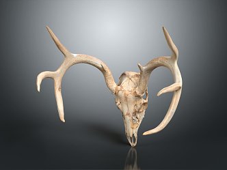 Modern Skull Animal Bone Fossil Antler 3d model