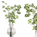Transparent Glass Vases With Gold Trim And Green Leafy Plants On Display Shelf