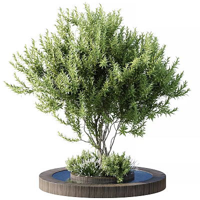 Healthy Evergreen Tree With Lush Green Foliage And Multiple Branches In Ceramic Pot 3d model