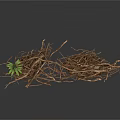 Arbor Tree Roots With Natural Dried Texture And Small Green Shoots