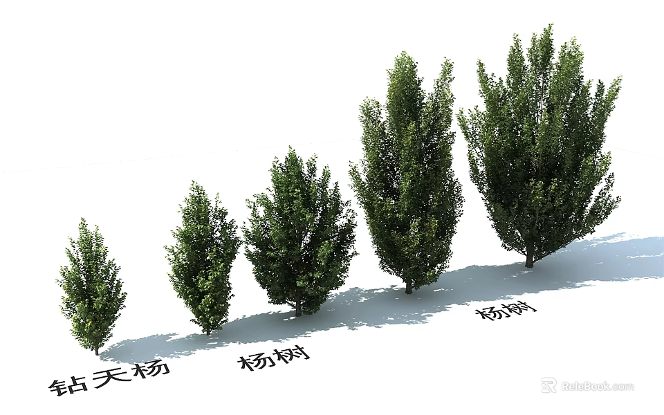 Arbor Trees Showcasing Different Species Such As Lombardy Poplar Poplar And Chinese Parasol Tree 3d model 