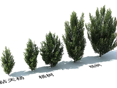 Arbor Trees Showcasing Different Species Such As Lombardy Poplar Poplar And Chinese Parasol Tree 3d model
