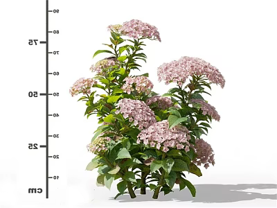 Blooming Pink Hydrangea Flowers With Green Leaves And Height Measurement In Cm 3d model
